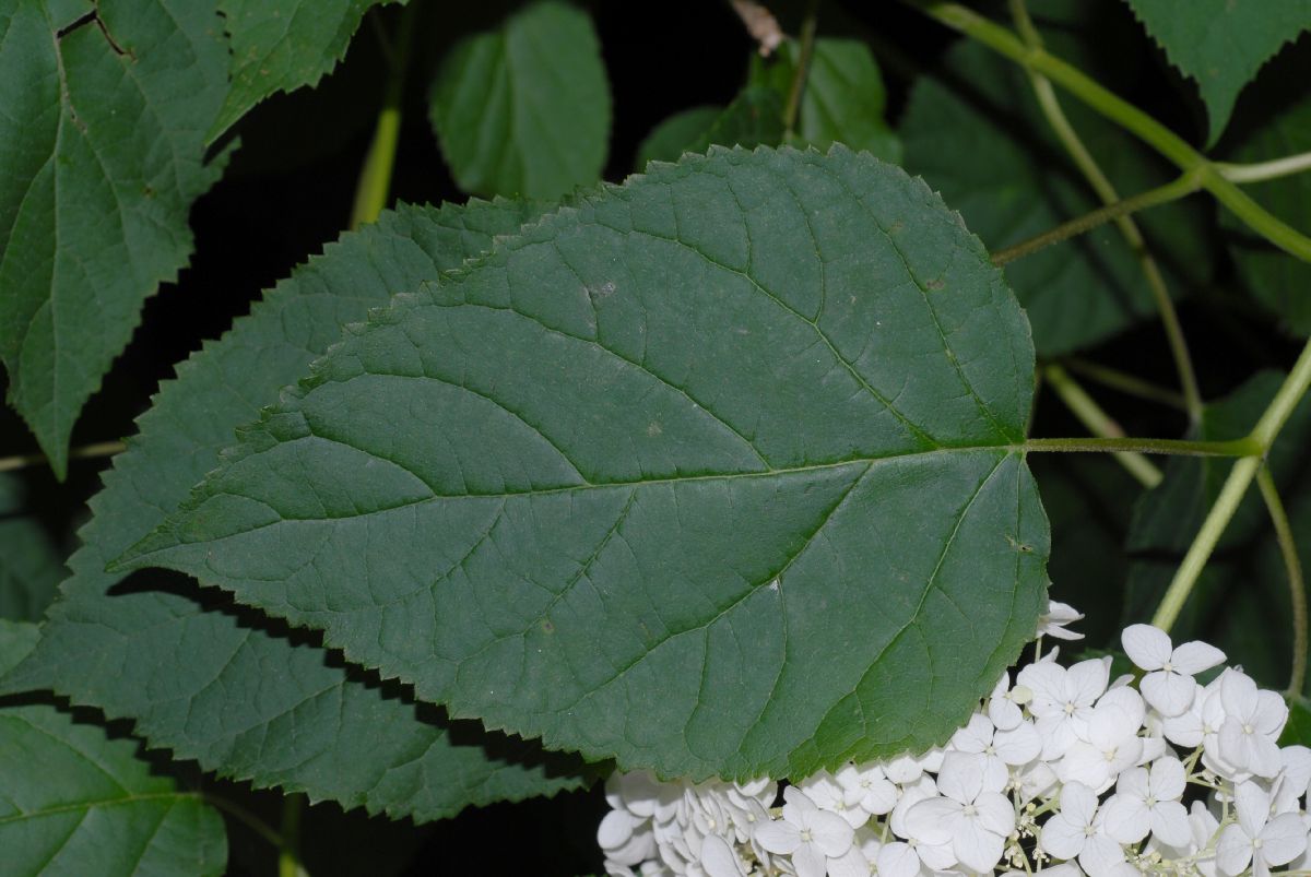 Hydrangeaceae Hydrangea arborescens