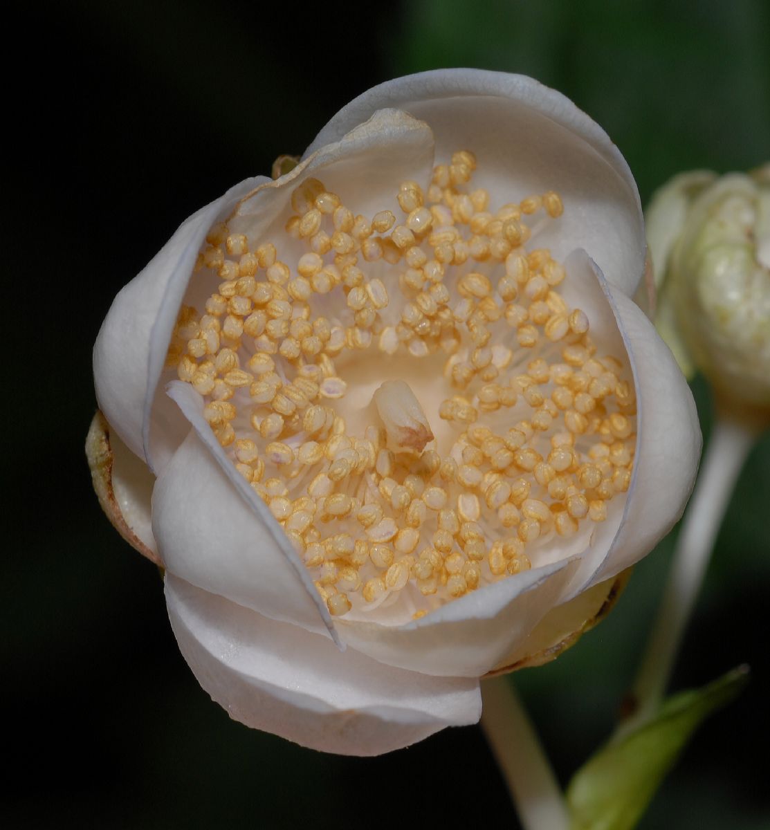 Hydrangeaceae Deinanthe bifida