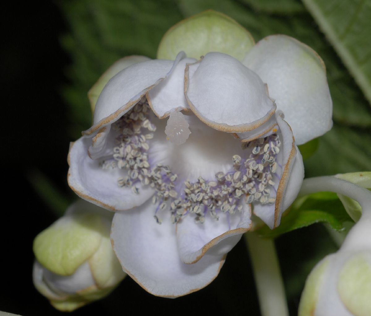 Hydrangeaceae Deinanthe bifida