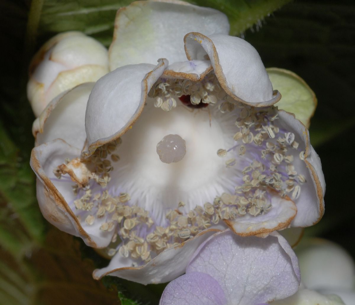 Hydrangeaceae Deinanthe bifida
