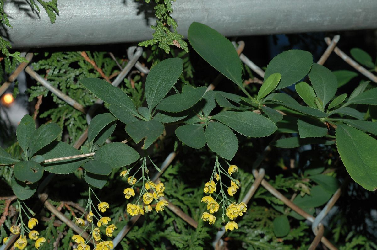 Berberidaceae Berberis vulgaris