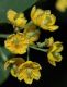 image of Berberis vulgaris