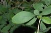 image of Berberis vulgaris