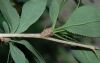 image of Berberis vulgaris