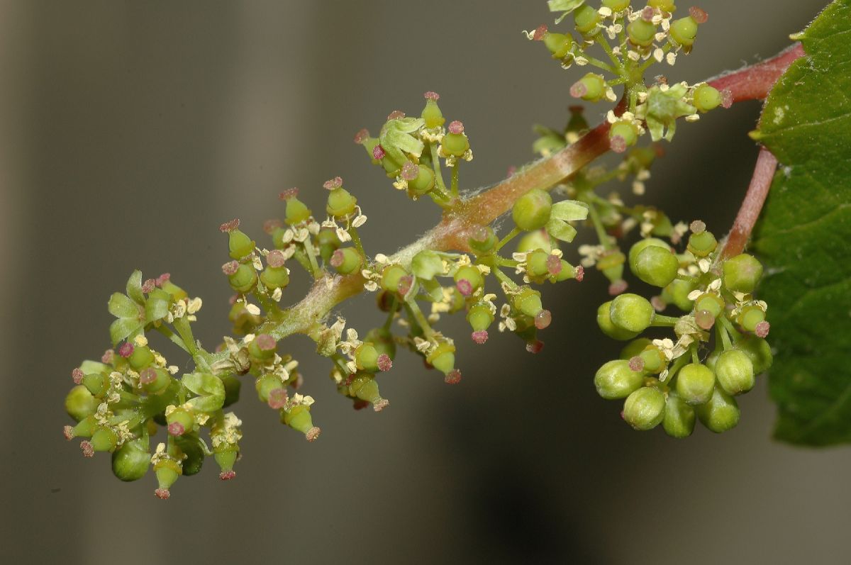 Vitaceae Vitis riparia