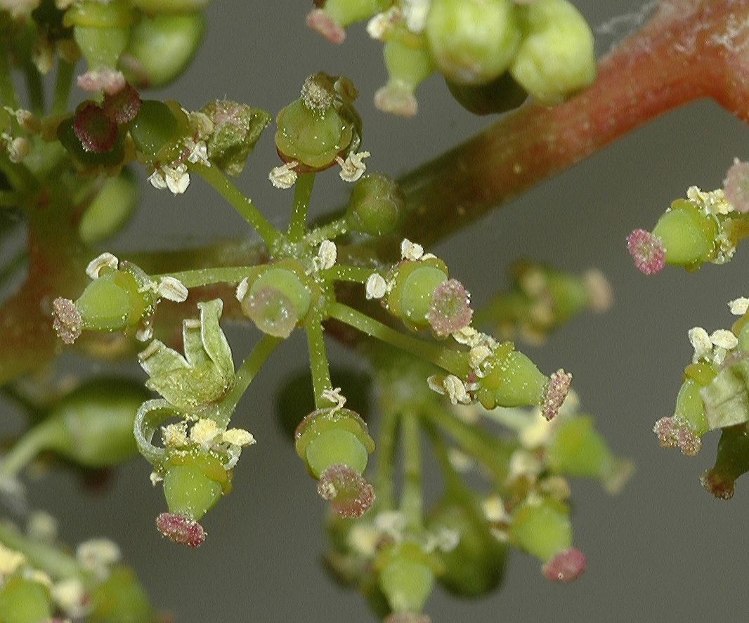 Vitaceae Vitis riparia