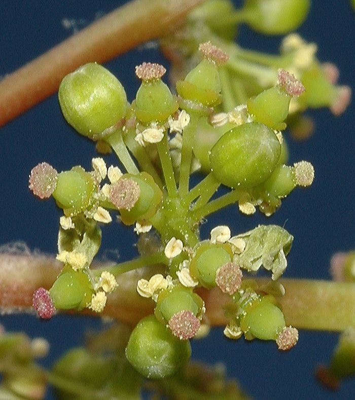 Vitaceae Vitis riparia