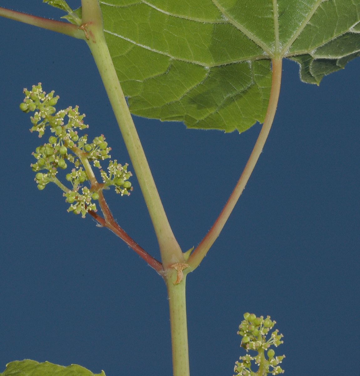 Vitaceae Vitis riparia