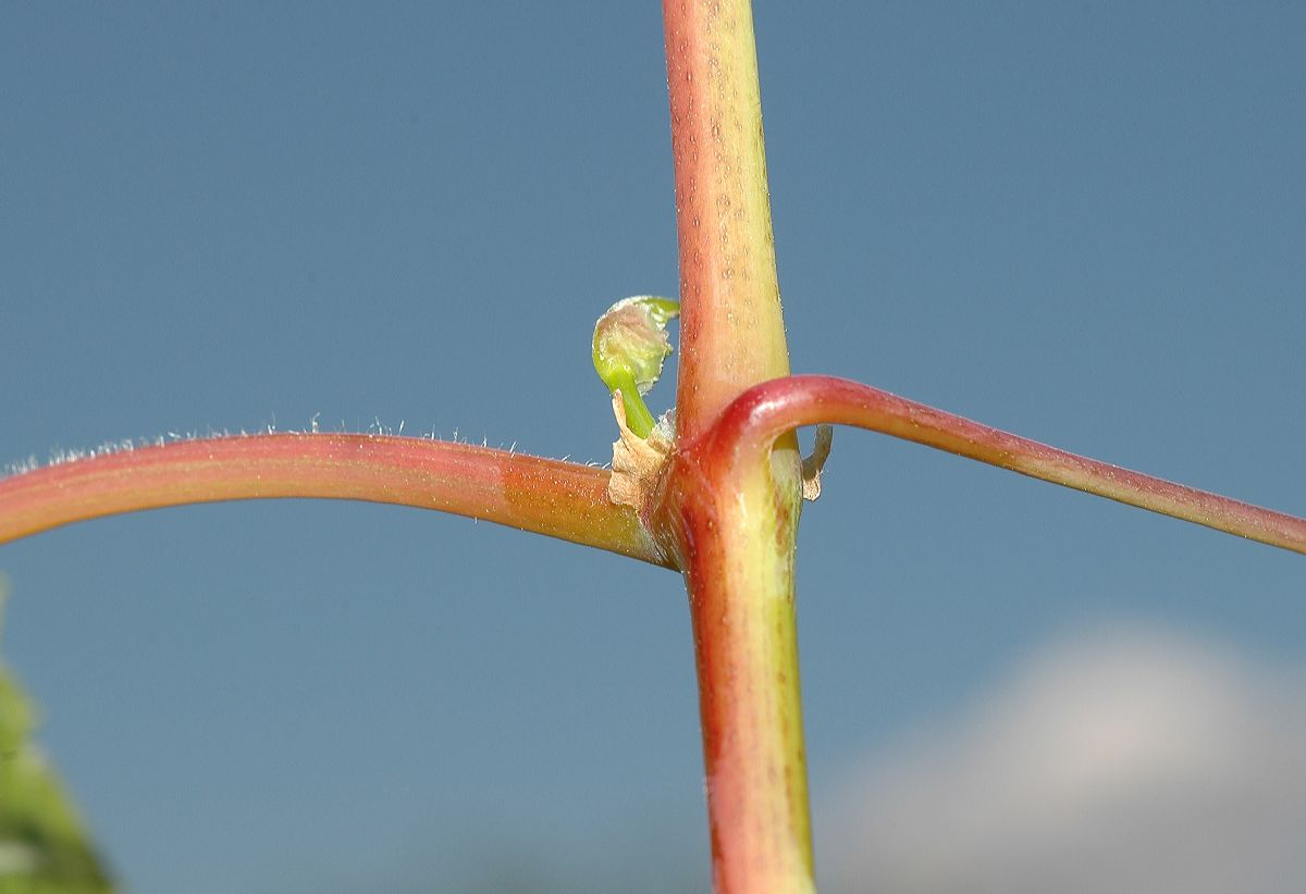 Vitaceae Vitis riparia