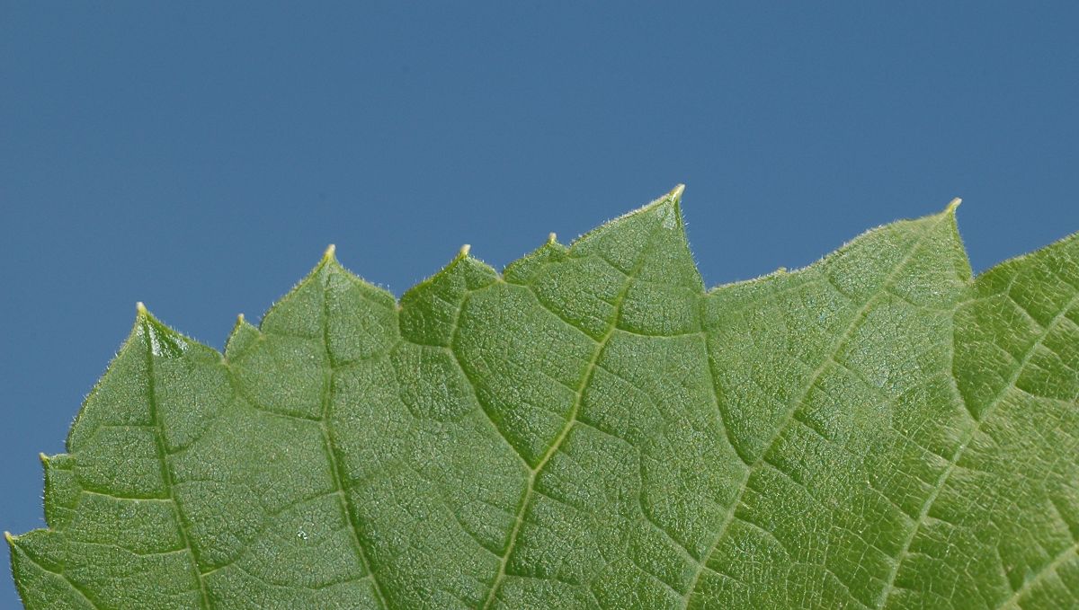 Vitaceae Vitis riparia