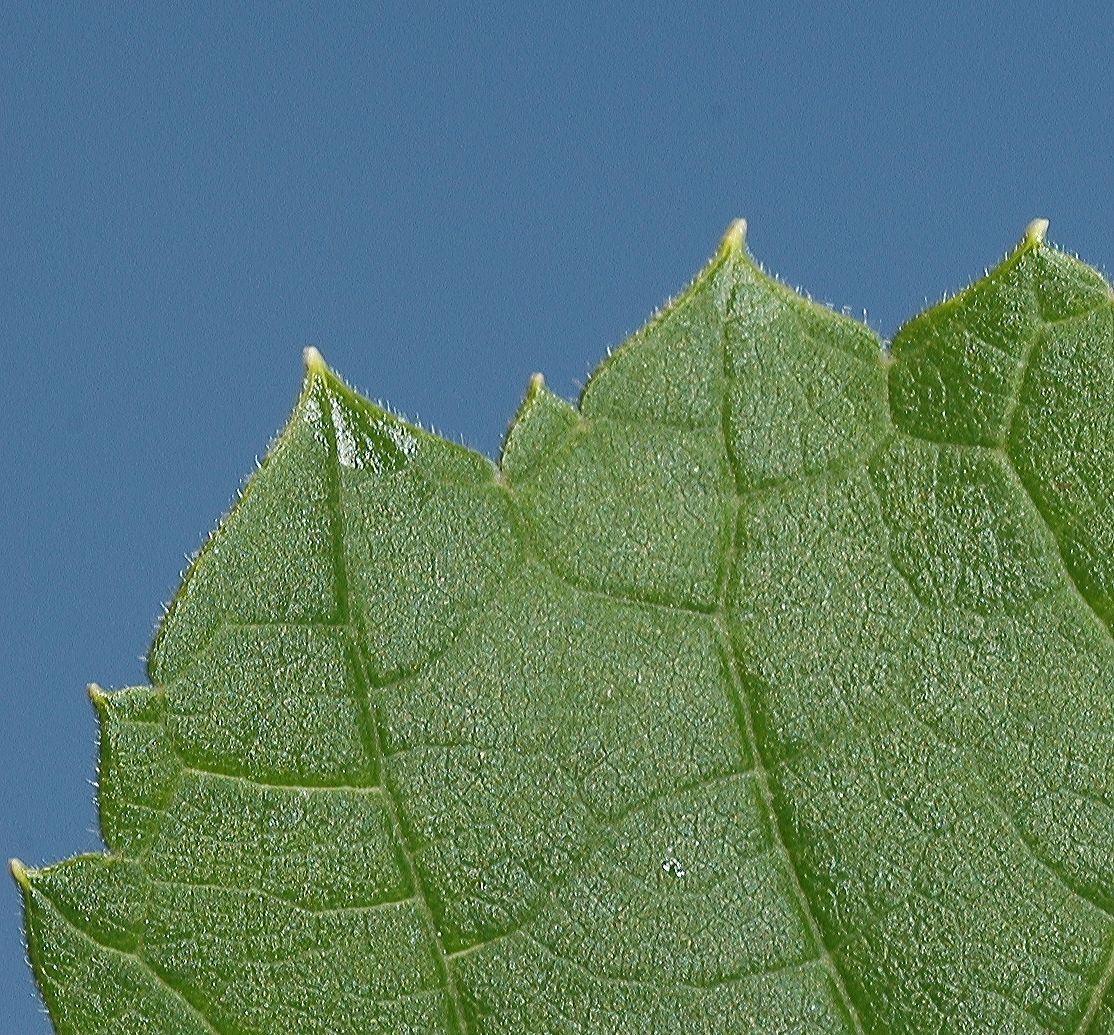 Vitaceae Vitis riparia