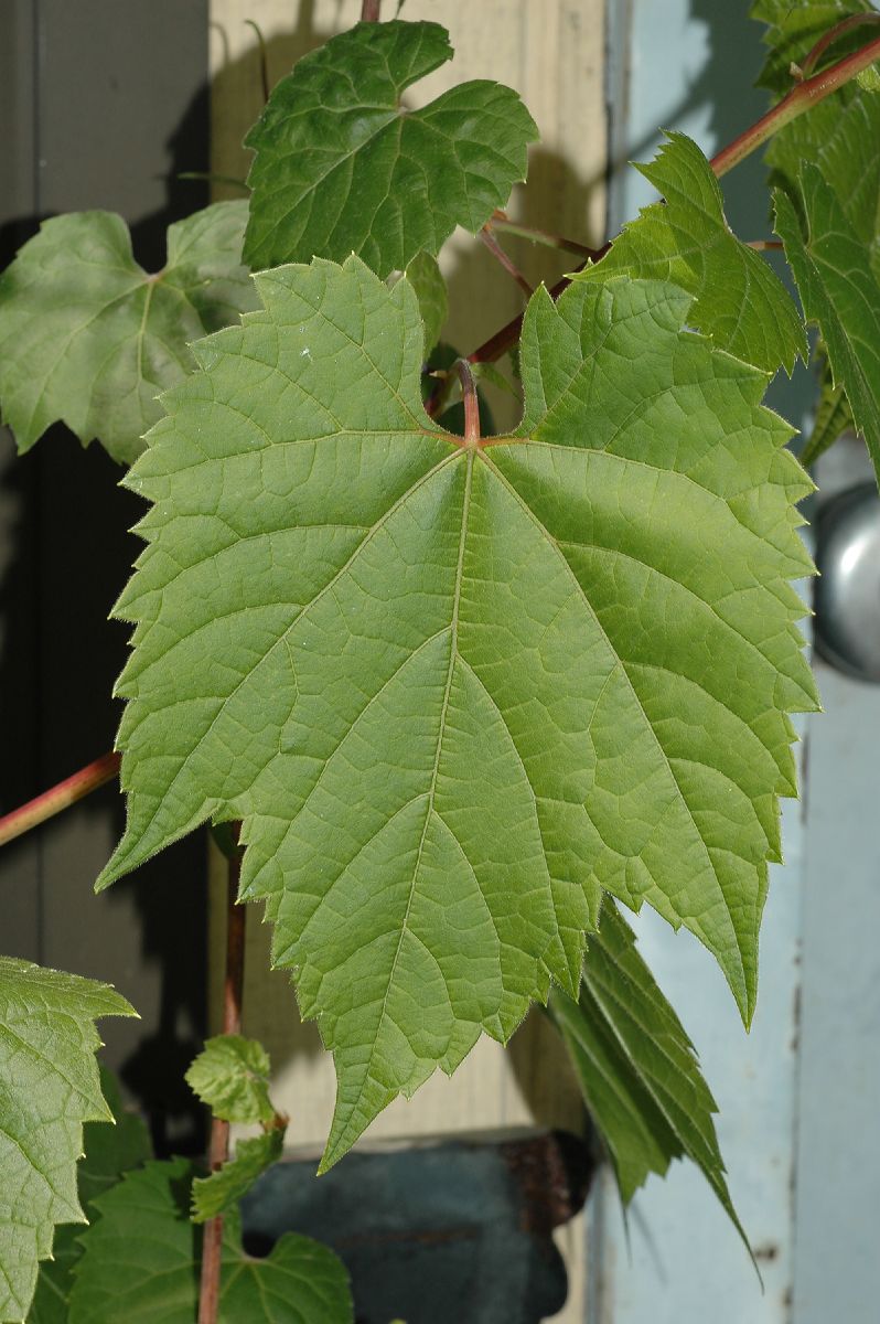 Vitaceae Vitis riparia