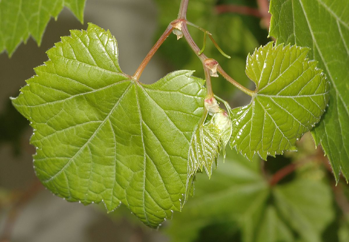 Vitaceae Vitis riparia