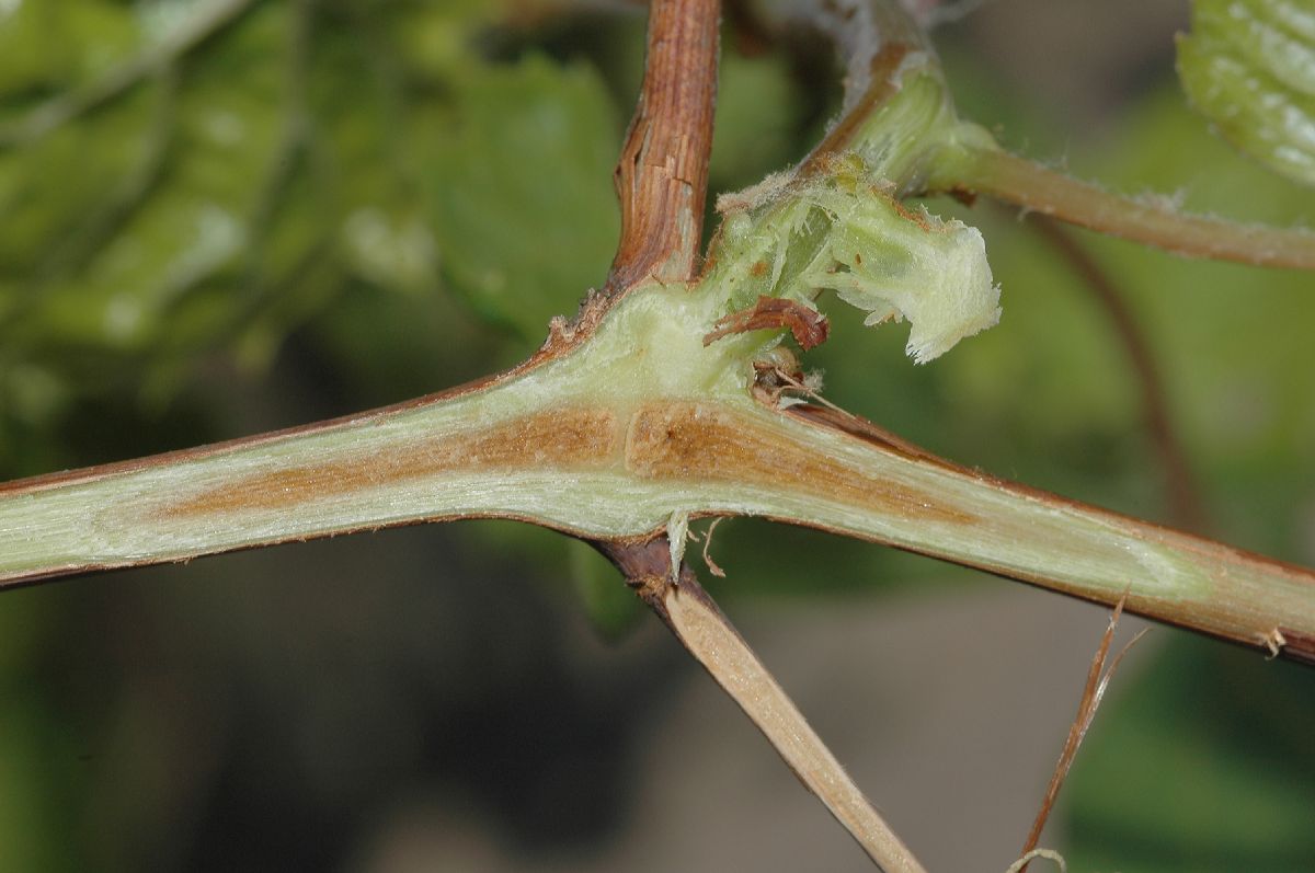 Vitaceae Vitis riparia