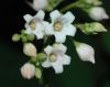 image of Apocynum androsaemifolium