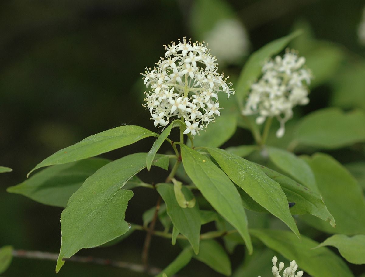 Cornaceae Cornus racemosa