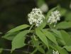 image of Cornus racemosa