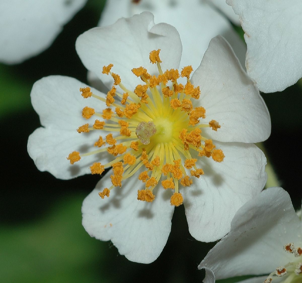 Rosaceae Rosa multiflora