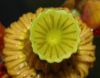 image of Nuphar variegata
