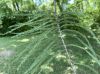 image of Taxodium ascendens