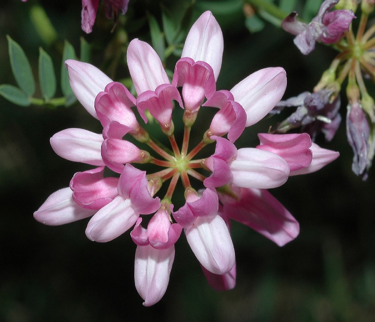 Fabaceae Coronilla varia