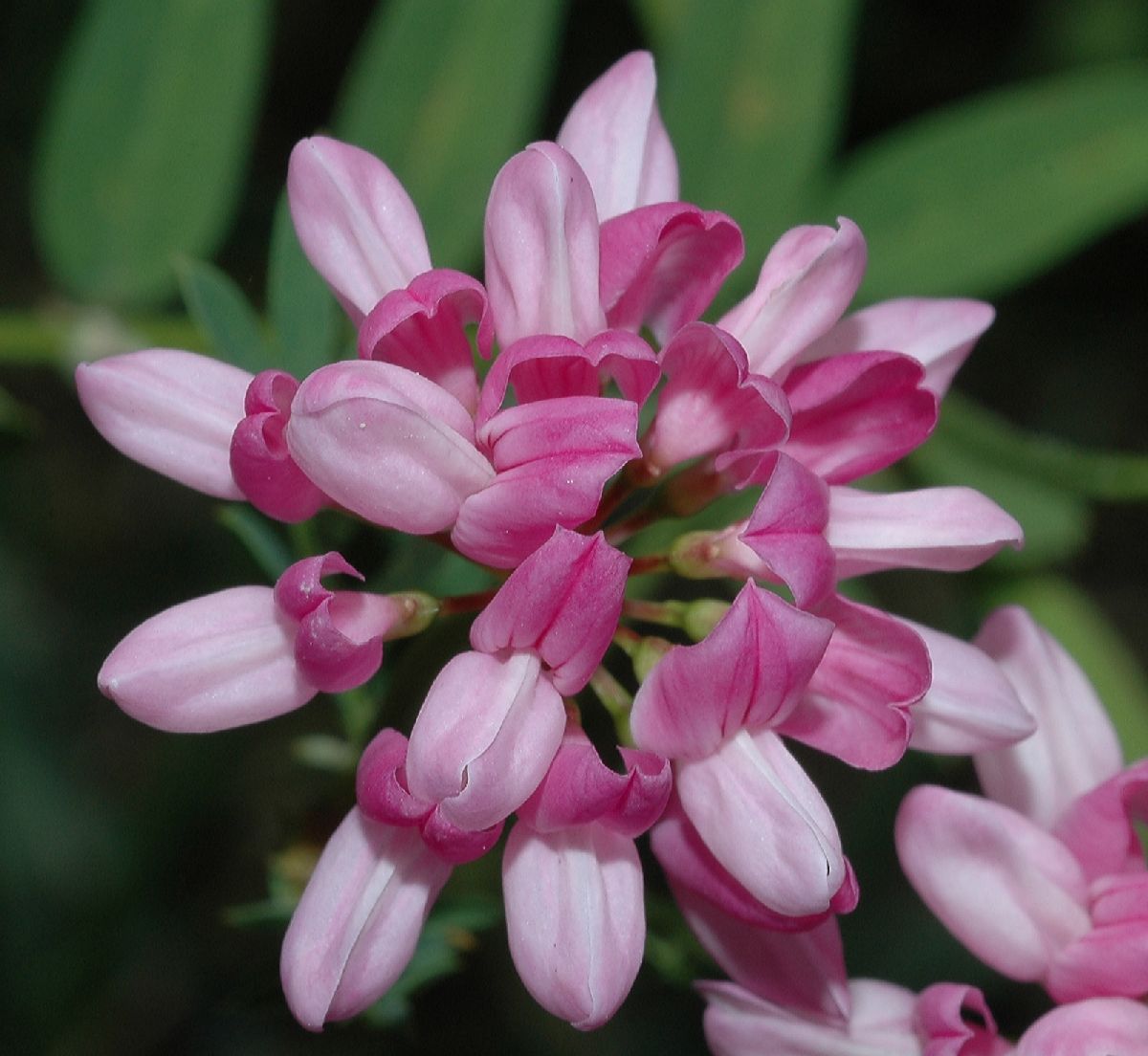 Fabaceae Coronilla varia