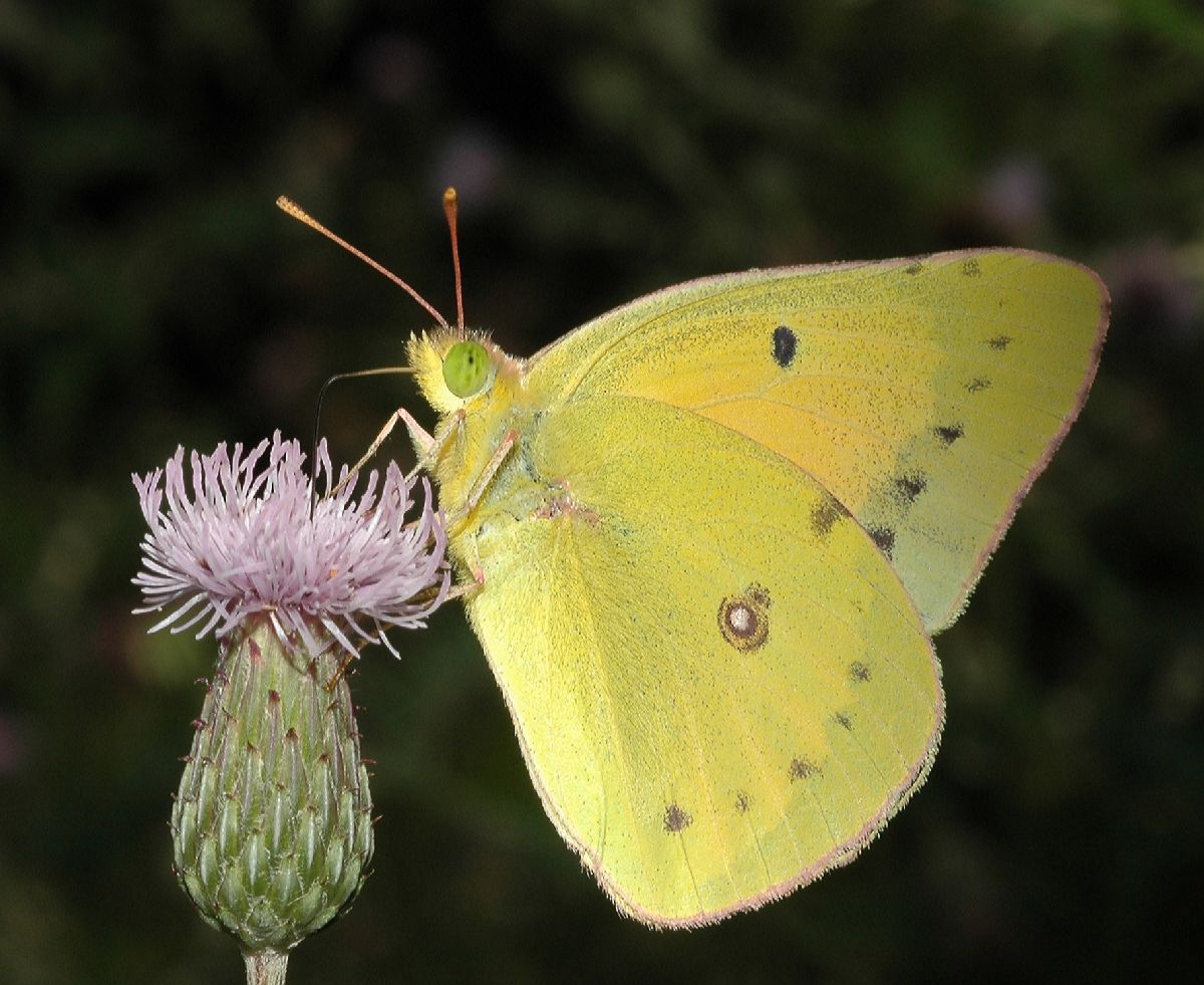 Pieridae Colias eurytheme