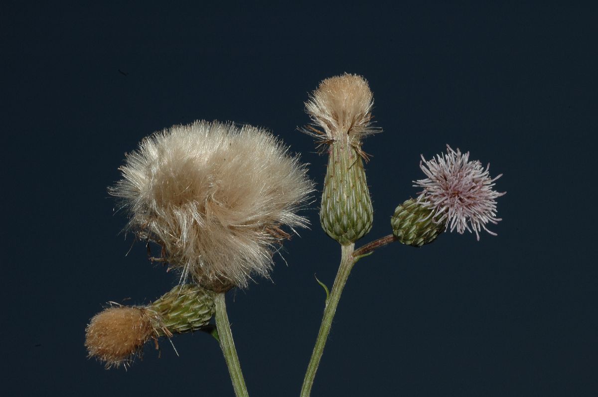 Asteraceae Cirsium arvense