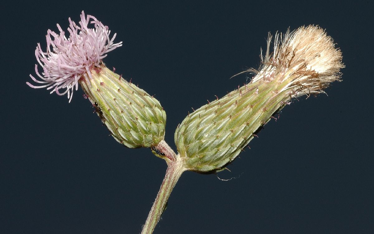 Asteraceae Cirsium arvense