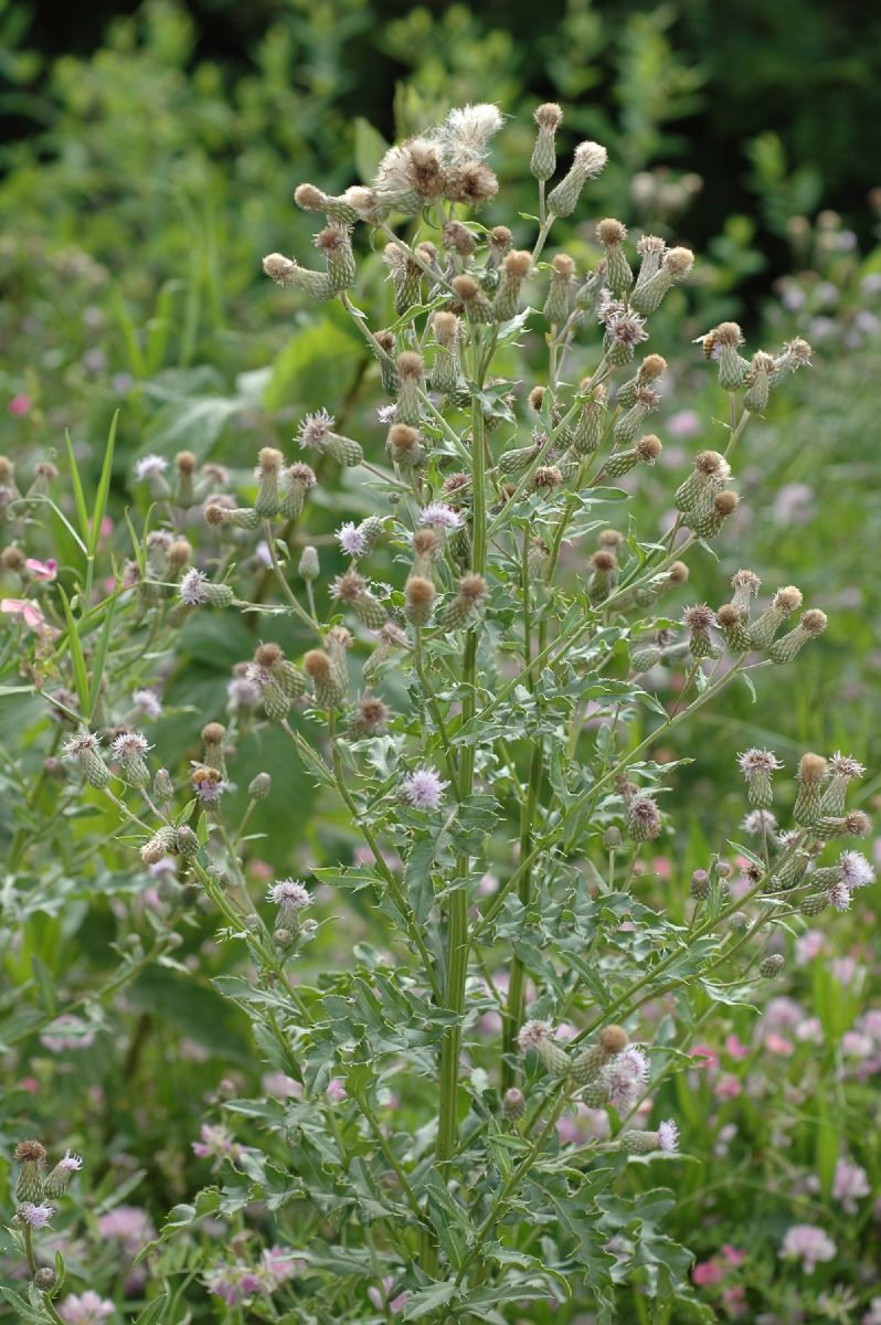 Asteraceae Cirsium arvense