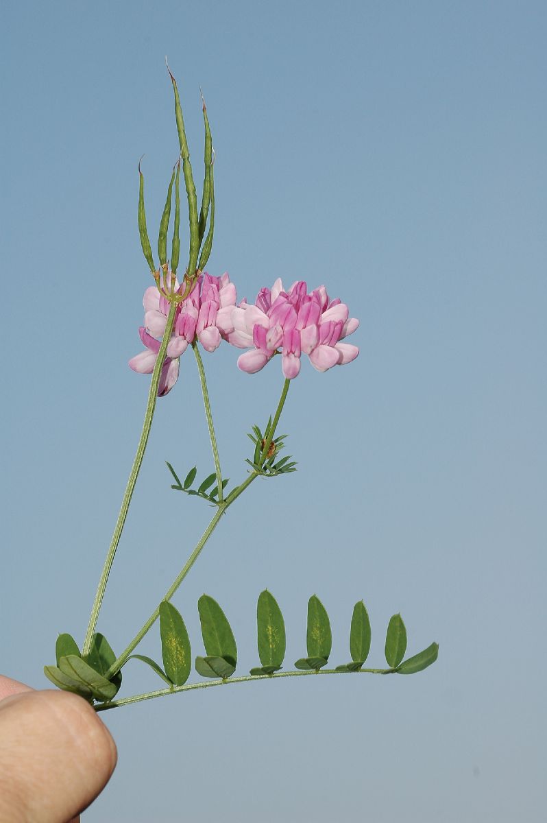 Fabaceae Coronilla varia