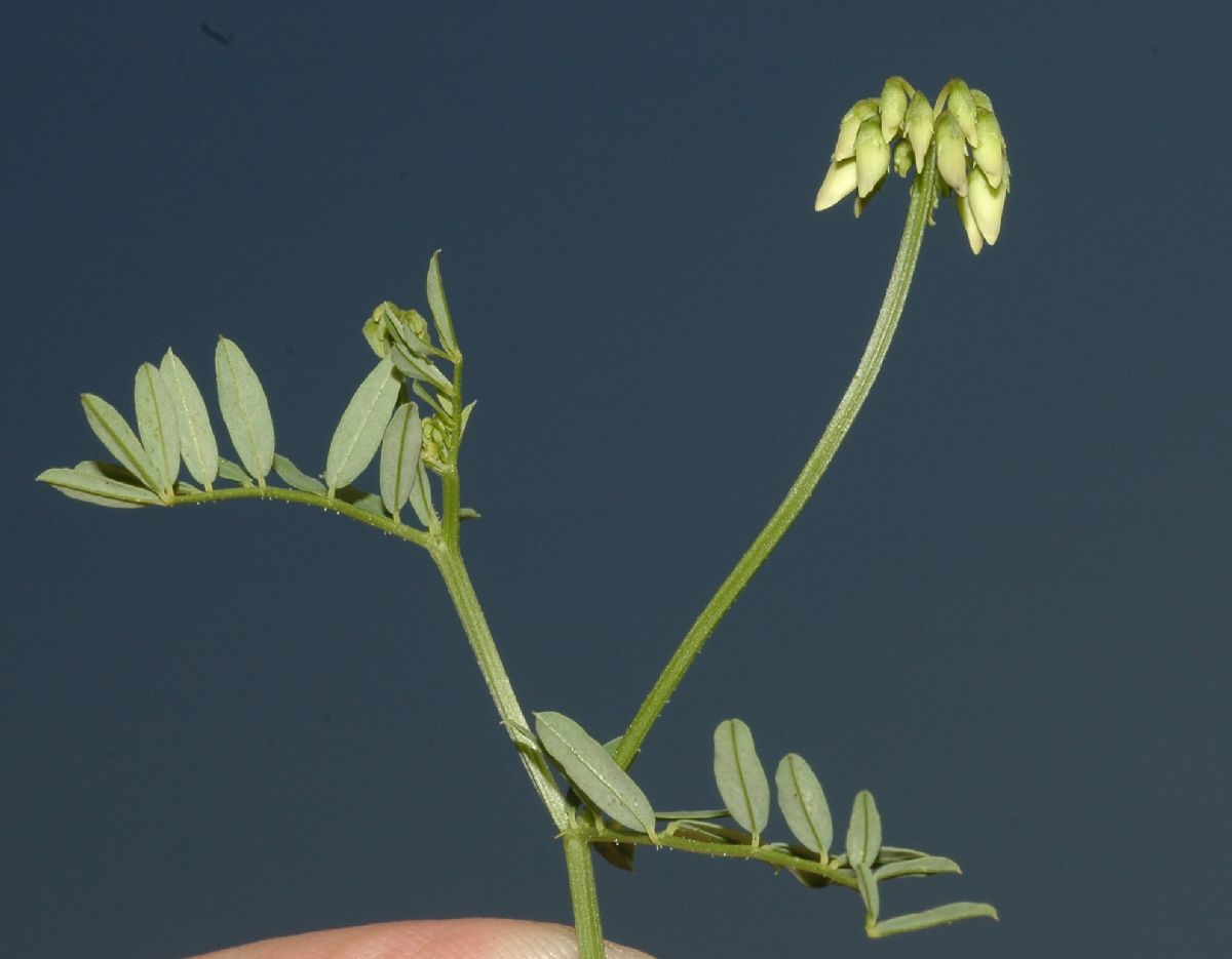 Fabaceae Coronilla varia