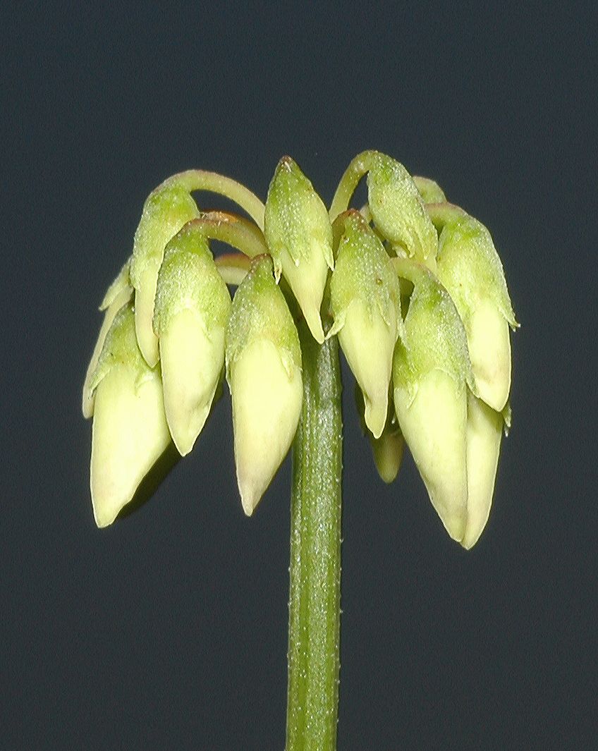 Fabaceae Coronilla varia