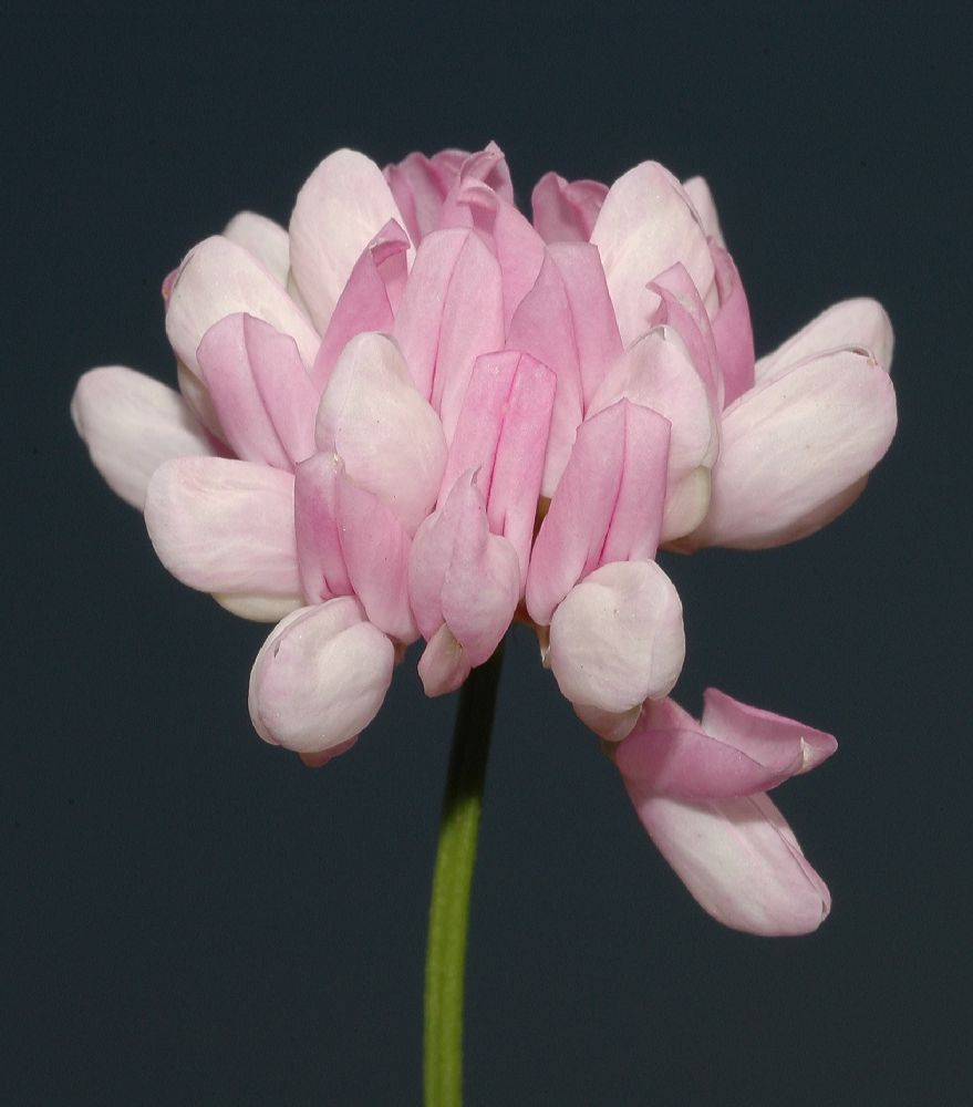 Fabaceae Coronilla varia