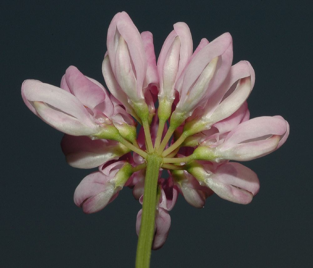 Fabaceae Coronilla varia