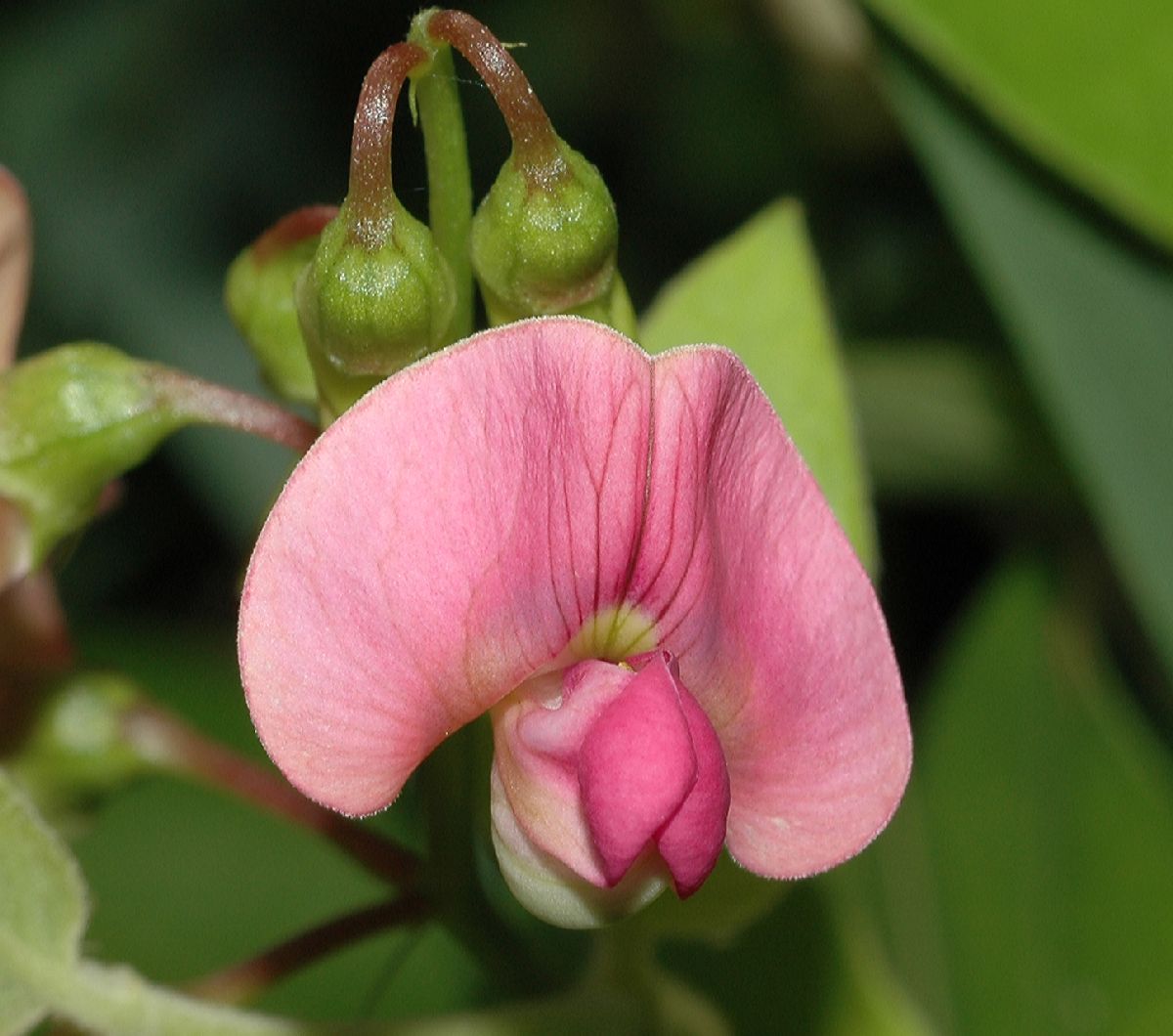 Fabaceae Lathyrus latifolius