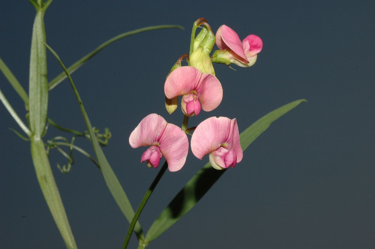 Fabaceae Lathyrus latifolius