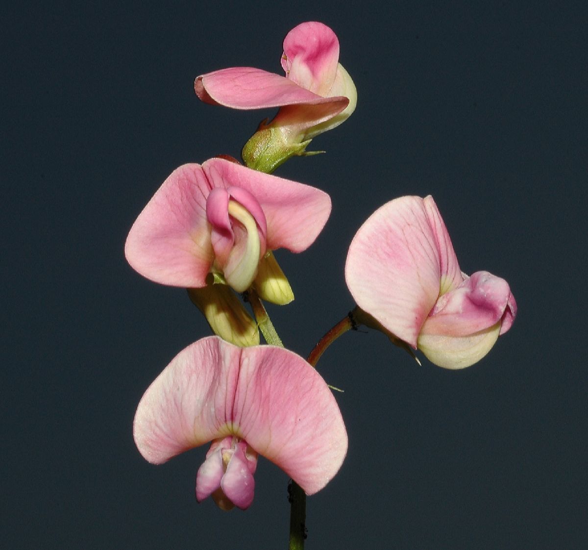 Fabaceae Lathyrus latifolius