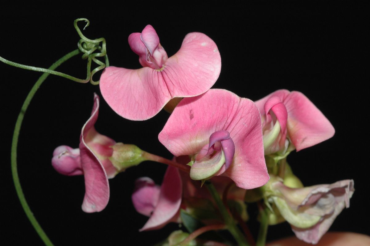 Fabaceae Lathyrus latifolius