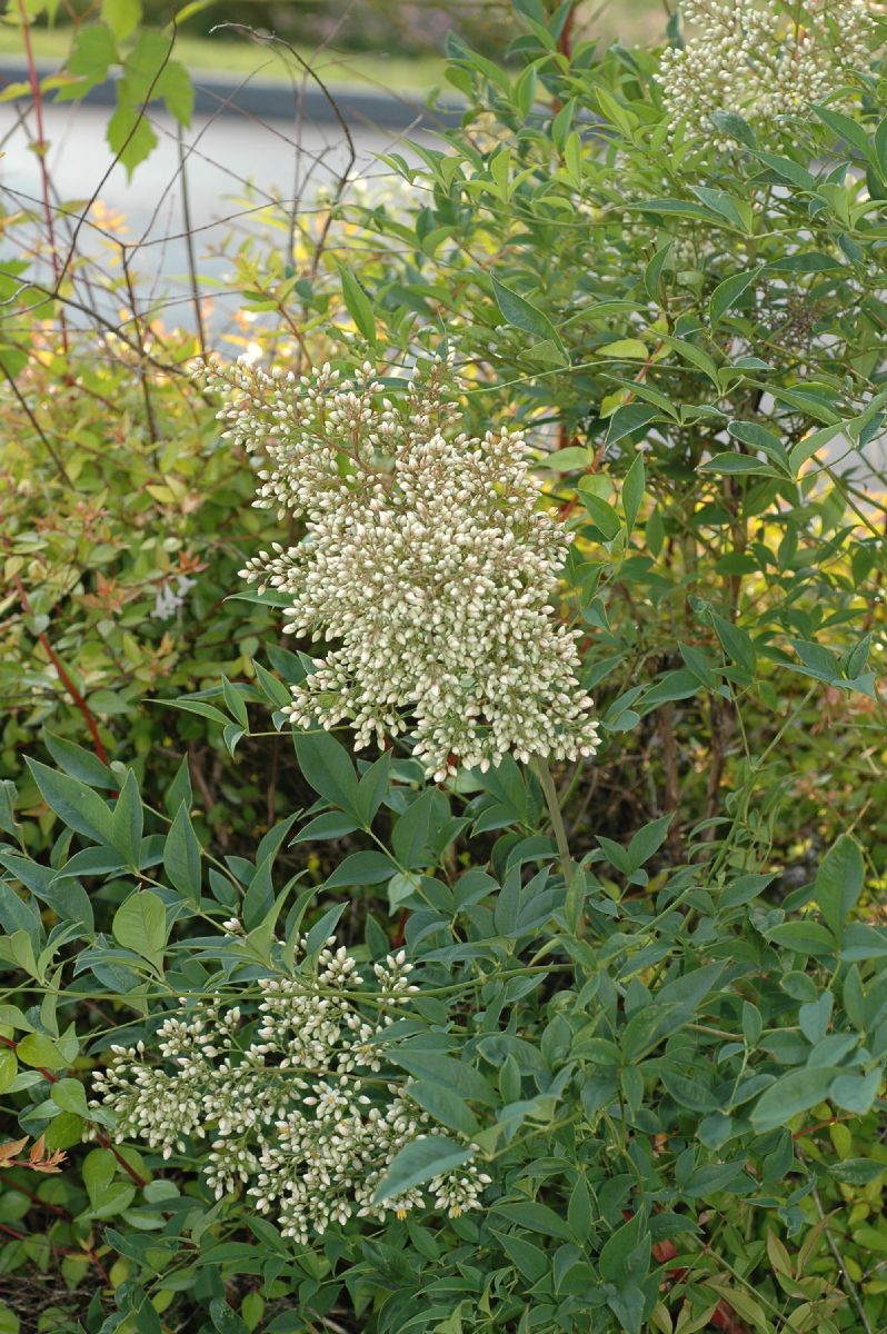 Berberidaceae Nandina domestica