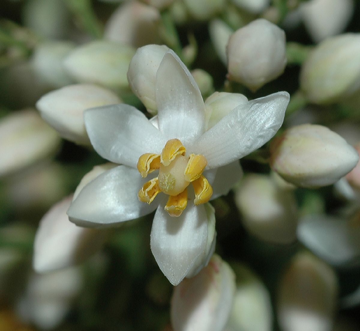 Berberidaceae Nandina domestica