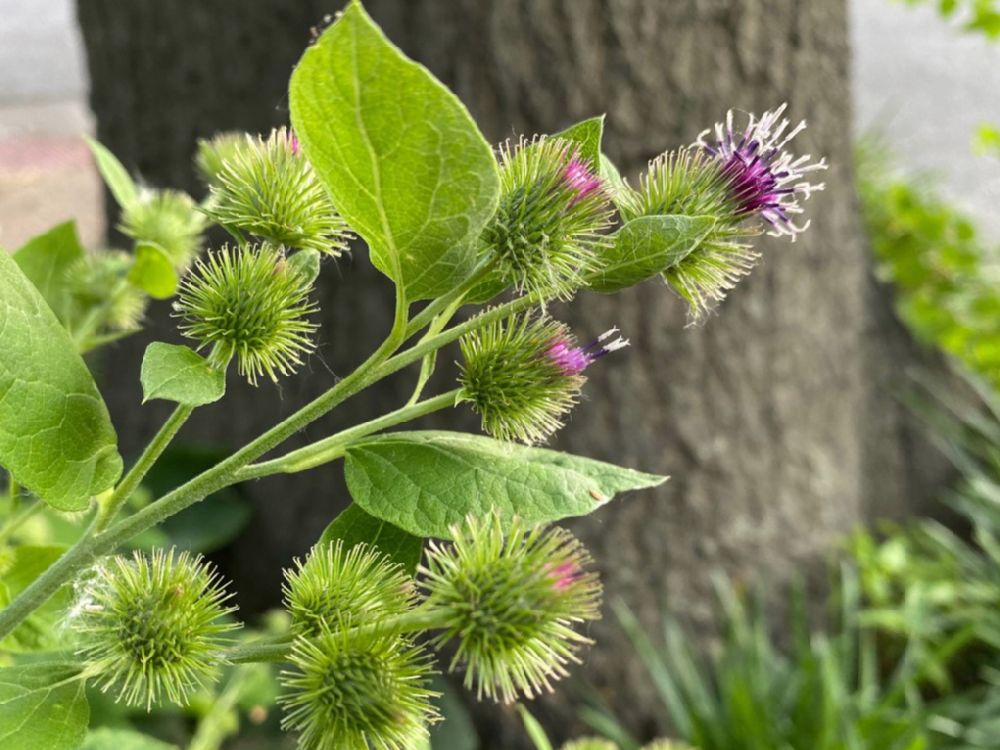 Asteraceae Arctium minus