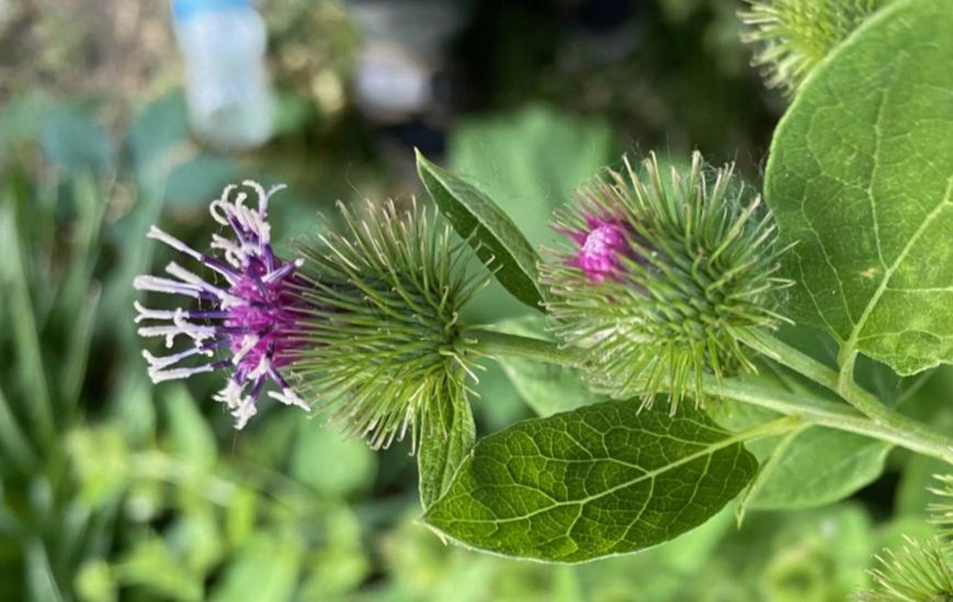 Asteraceae Arctium minus