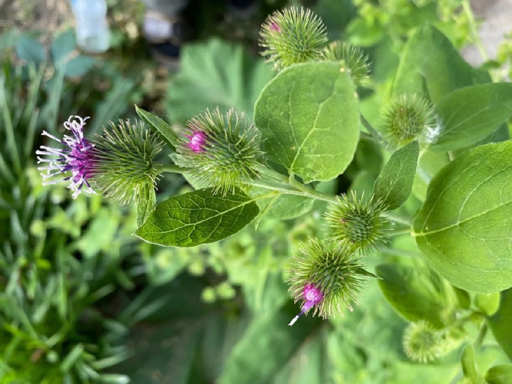 Asteraceae Arctium minus