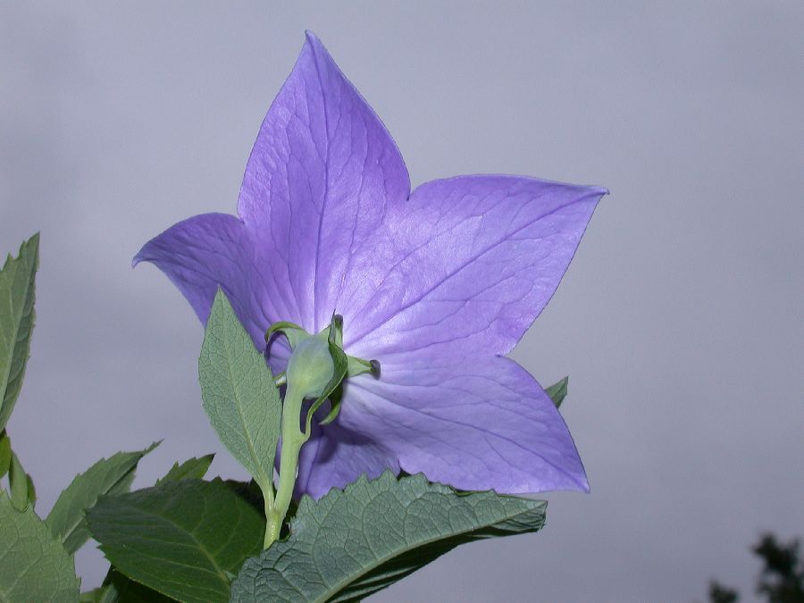 Campanulaceae Platycodon grandiflorus