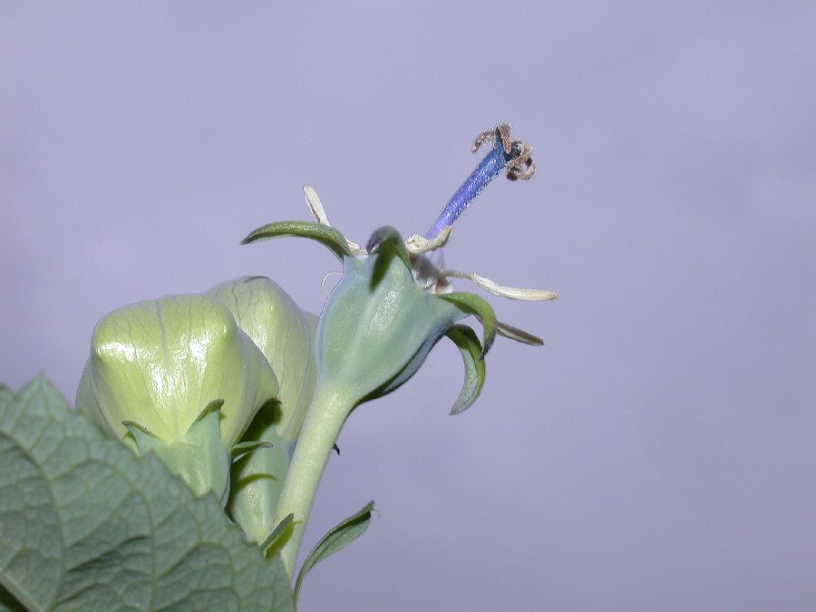 Campanulaceae Platycodon grandiflorus