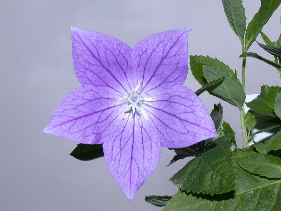 Campanulaceae Platycodon grandiflorus