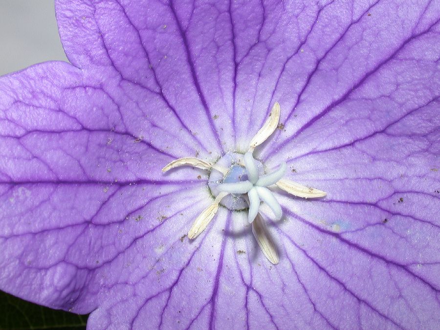 Campanulaceae Platycodon grandiflorus