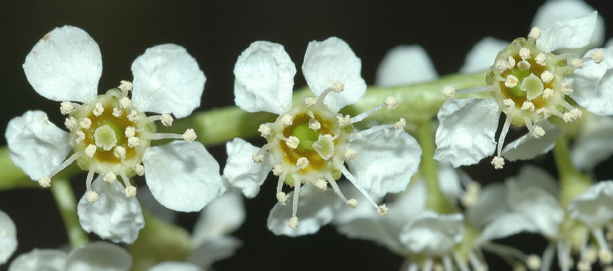 Rosaceae Prunus serotina