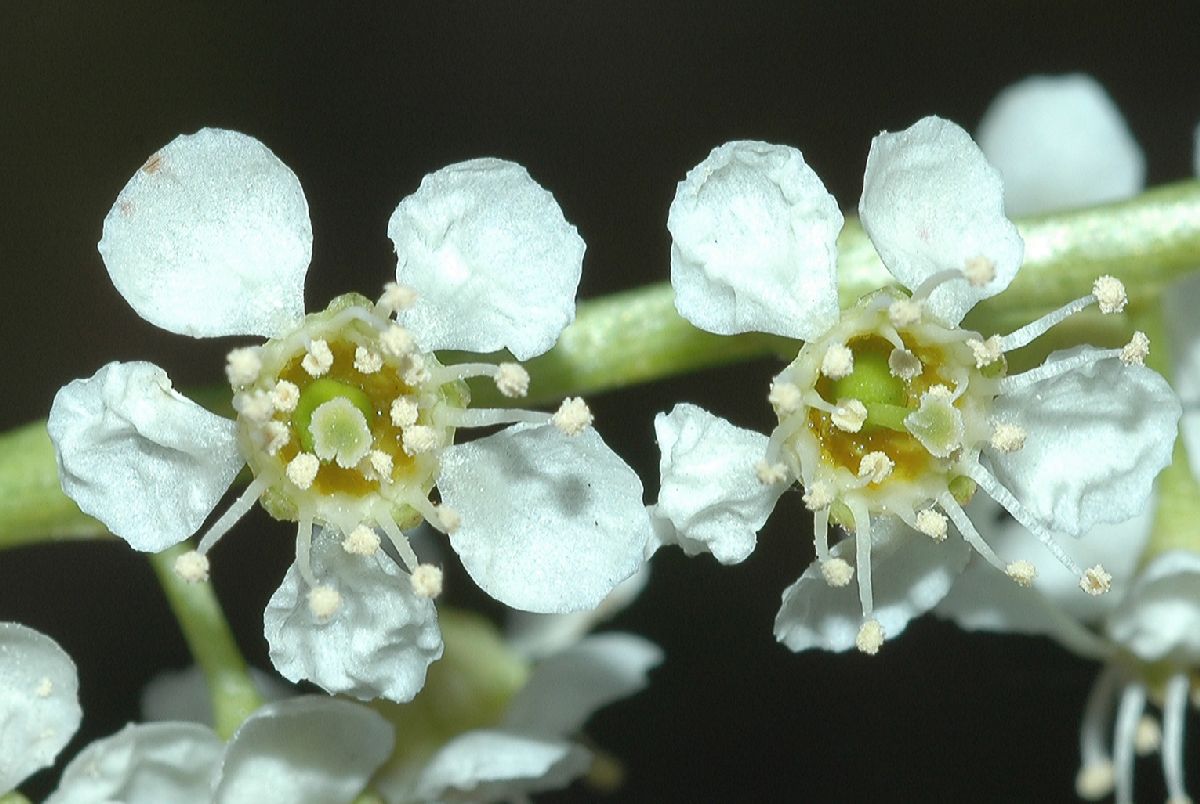 Rosaceae Prunus serotina